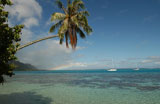 An+overhanging+palm+tree+on+a+beach%2C+Moorea%2C+Tahiti%2C+French+Polynesia%2C+South+Pacific