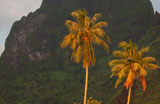 Palm+trees+near+a+hill%2C+Moorea%2C+Tahiti%2C+French+Polynesia%2C+South+Pacific