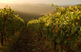 Vineyards+-+Tuscany%2C+Italy