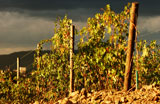Vineyards+-+Tuscany%2C+Italy