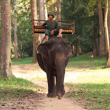 Man+riding+on+an+elephant+in+Cambodia