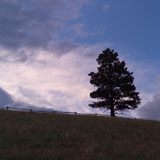 Silhouette+of+a+tree+on+hill