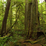 Rain+Forest+Trail%2C+Pacific+Rim+National+Park%2C+Vancouver+Island%2C+Canada