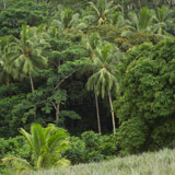 Vegetation+at+Moorea+in+Tahiti
