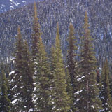 Evergreen+Trees+on+Mountain+Slopes+Whistler
