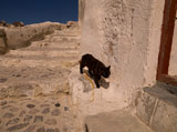 Black+cat+in+Santorini+Greece