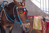 Donkey+with+colourful+bridle+in+Santorini+Greece