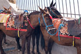 Donkeys+with+colourful+bridle+in+Santorini+Greece