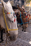 Donkeys+with+colourful+bridle+in+Santorini+Greece