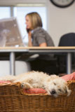 Dog+sleeping+in+home+office+with+woman+in+background