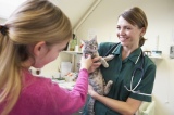 Young+Girl+Bringing+Cat+For+Examination+By+Vet