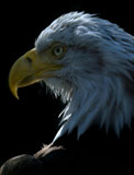 American+Eagle