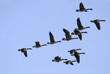 Flock+of+geese+flying+in+the+sky
