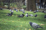 Flock+of+pigeon+in+a+park