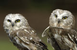 Close-up+of+two+owls