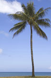 Palm+tree+on+the+beach