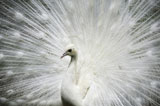 Close-up+of+a+White+peacock+displaying+its+tail+feathers+%28Pavo+cristatus%29