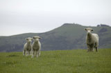 Three+sheep+standing+on+the+grass