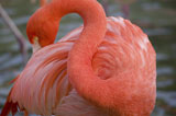 Close-up+of+a+flamingo
