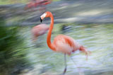 Side+profile+of+a+flamingo+wading+in+water