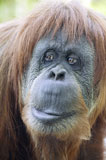 Close-up+of+a+orangutan