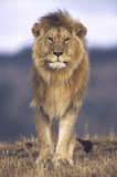 Close-up+of+a+lion+walking+in+a+field+%28Panthera+leo%29