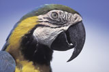 Close-up+of+a+Gold+and+Blue+Macaw