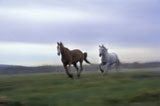 Two+horses+running+on+a+field