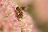 Close-up+of+a+honeybee+pollinating+a+flower