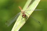 Close-up+of+a+dragonfly+on+a+leaf