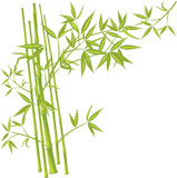 Bamboo%2C+vector