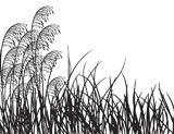 Meadow+grass%2C+vector