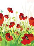 red+poppies+on+green+field+with+copy+space%2C+vector+illustration