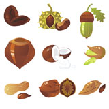 nuts+collection%2C+vector+illustration