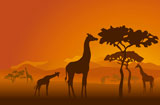 Silhouettes+of+giraffes+in+national+park+of+Kenya