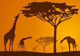 Silhouettes+of+giraffes+in+national+park+in+sunset+background