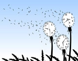 Abstract+editable+vector+illustration+of+dandelion+clockfaces+blowing+in+the+wind