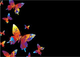 colourful+collection+of+butterflys+on+a+black+background