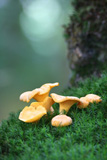 Chanterelles+on+the+moss%2C+in+the+undergrowth