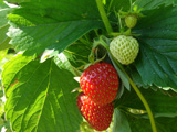 ripening+strawberry+fruits+on+the+branch+++++++++++++++++++++++++++++++