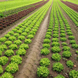 View+of+rows+of+green+and+red+lettuces.