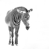 A+zebra+isolated+over+a+white+background.