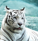 White+tiger