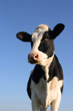 Attentive+black+and+white+cow+over+a+blue+sky+background