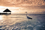 tropical+beach%3A+flamingo+at+the+dawn.+Dramatic+sky