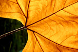 Macro+of+a+Autumn+leaf
