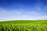 Beautiful+green+meadow+with+a+bright+blue+sky