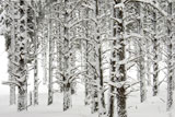 Pine+trees+in+the+forest+are+coated+with+heavy+snow.+