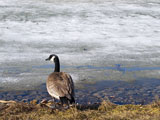 A+Canadian+Goose+by+a+frozen+pond+eary+in+the+spring.+