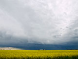 Summer+thunderstorm+rolling+over+a+golden+field+of+canola.+